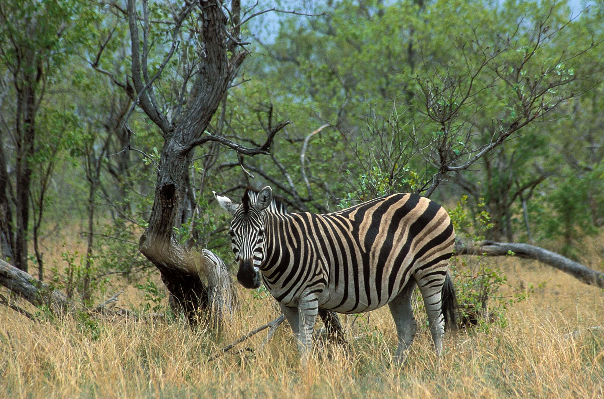 Krüger National Park